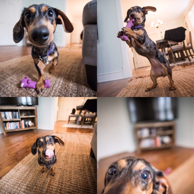 Portraits of a dapple dachshund wiener dog