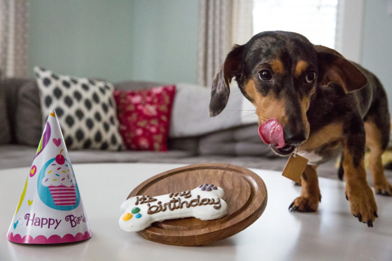 Dapple dachshund wiener dog celebrates a birthday